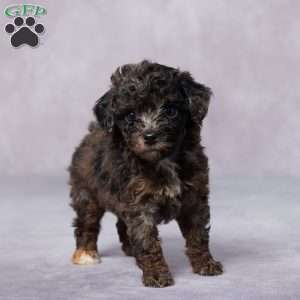 Ruby, Toy Poodle Puppy